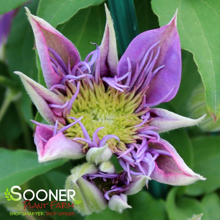 CRYSTAL FOUNTAIN™ CLEMATIS