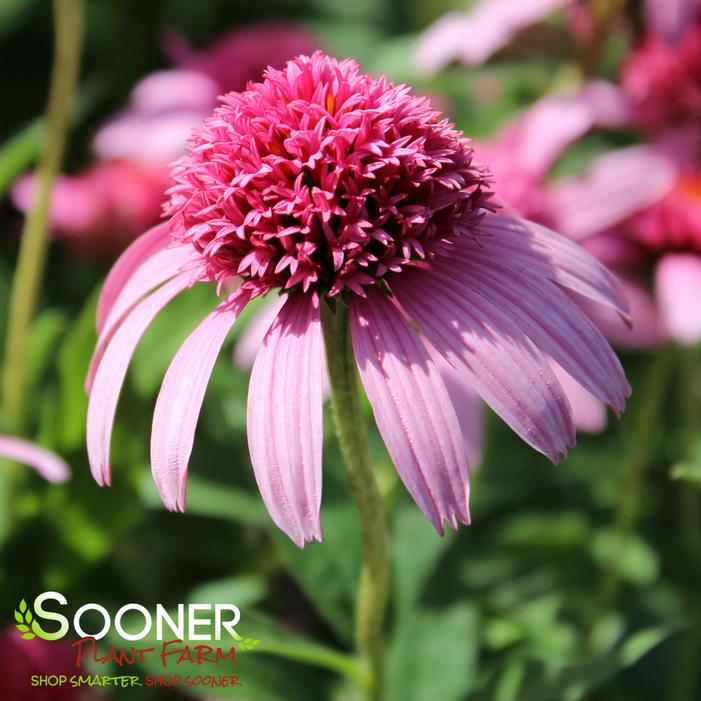 PINK DOUBLE DELIGHT CONEFLOWER