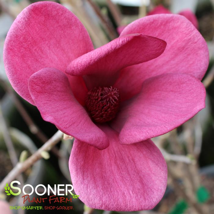 GENIE MAGNOLIA