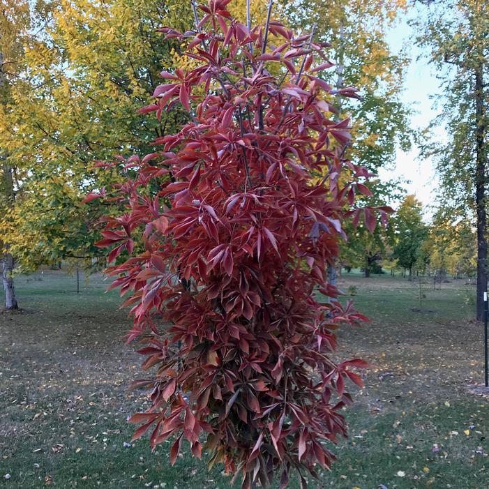 LAVABURST® OHIO BUCKEYE