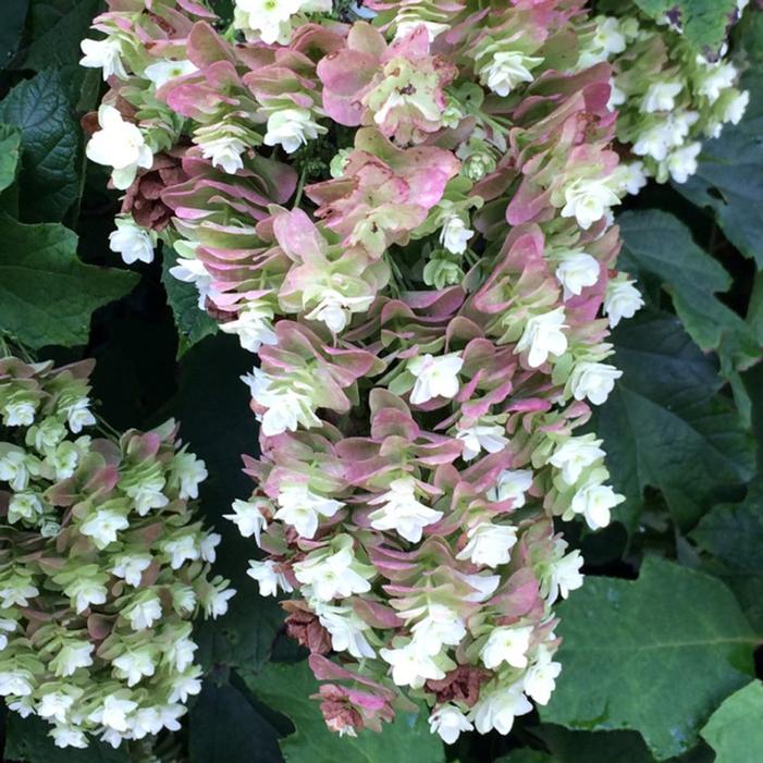 SNOWCICLE OAKLEAF HYDRANGEA