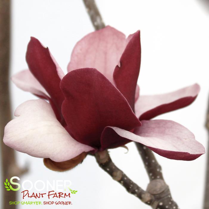 TINKERBELLE MAGNOLIA