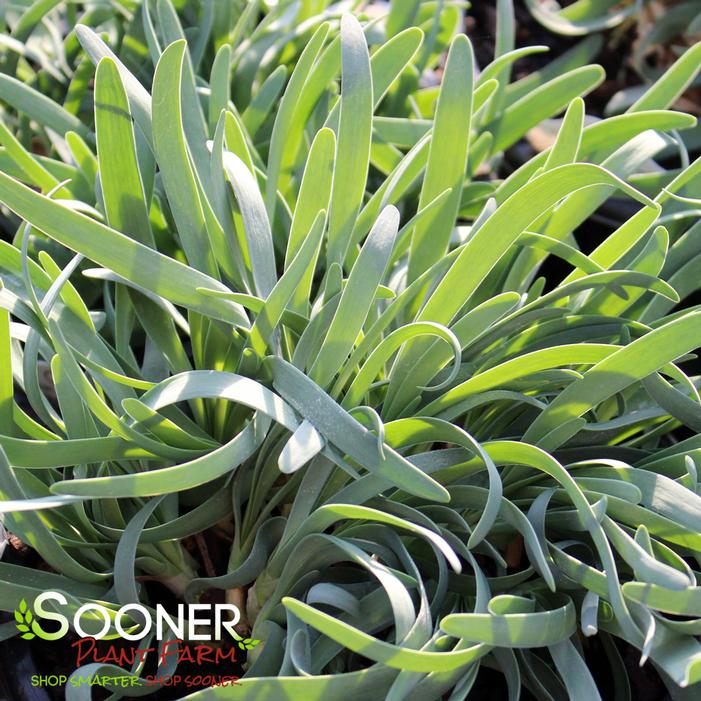 MEDUSA ORNAMENTAL ONION