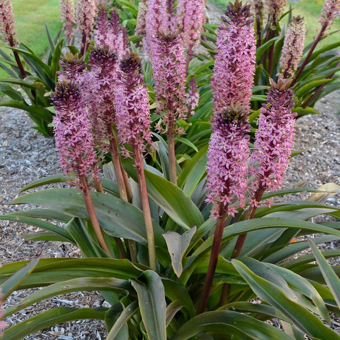 AFRICAN NIGHT PINEAPPLE LILY
