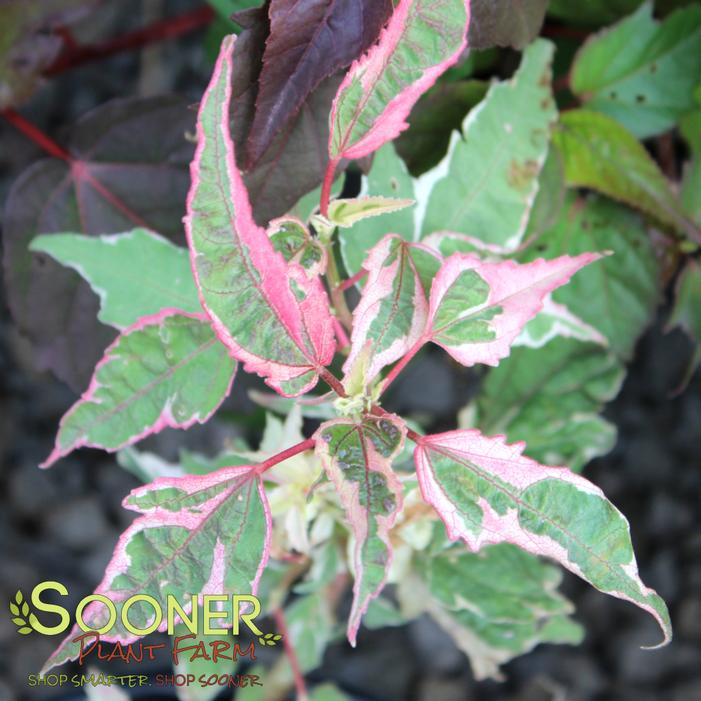 Image property of Sooner Plant Farm, Inc.