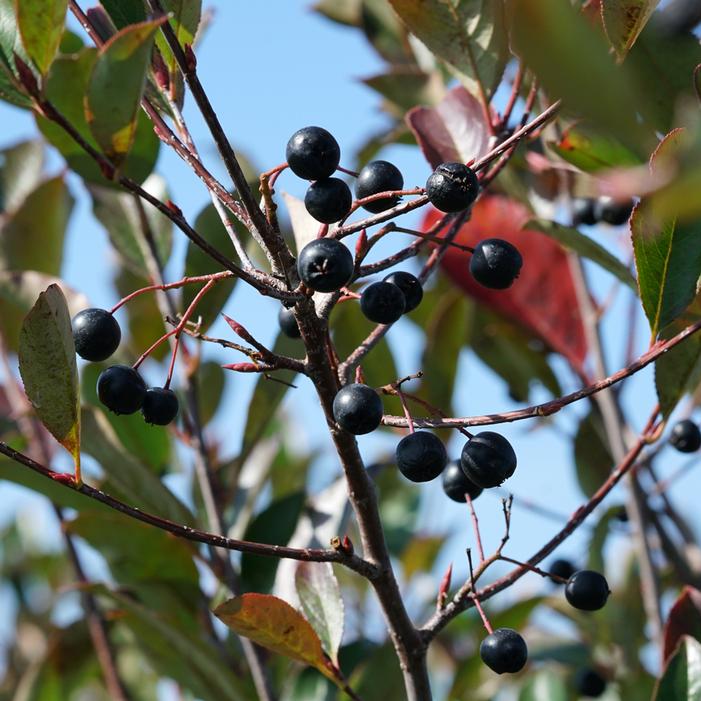 LOW SCAPE® SNOWFIRE® CHOKEBERRY