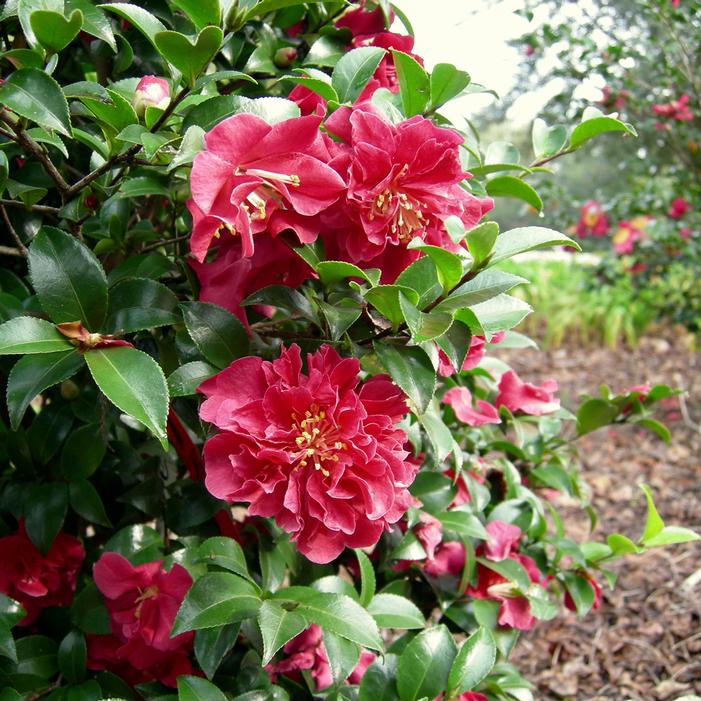 OCTOBER MAGIC® RUBY™ CAMELLIA