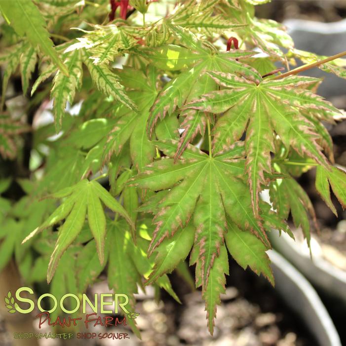 HIGASA YAMA UPRIGHT JAPANESE MAPLE