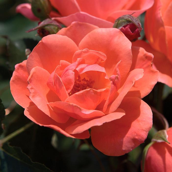 CORAL KNOCK OUT® ROSE