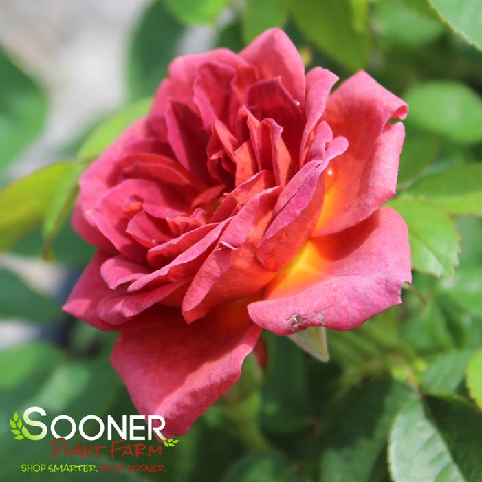 MIDNIGHT FIRE™ MINIATURE ROSE