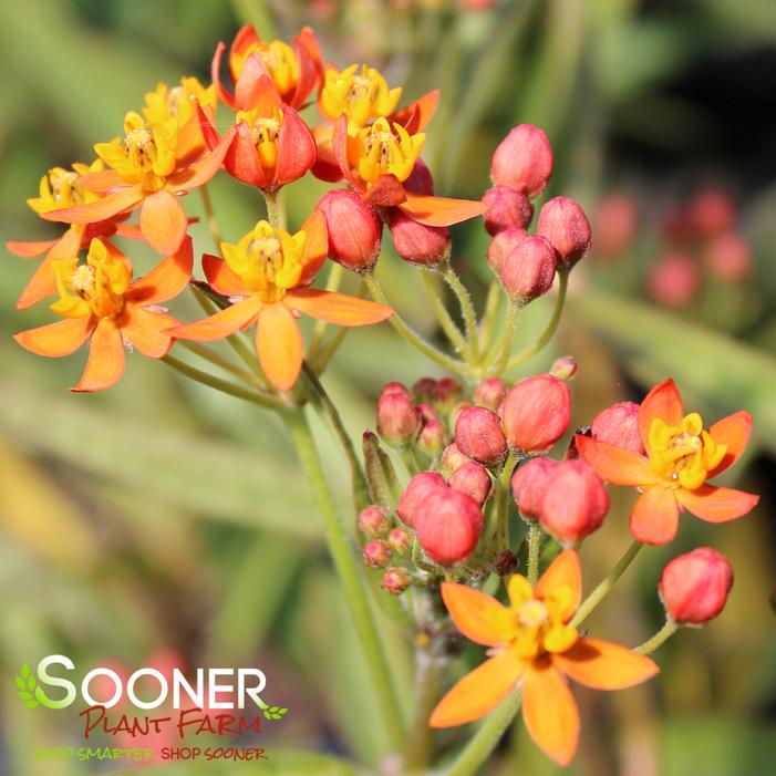 RED BUTTERFLIES MILKWEED
