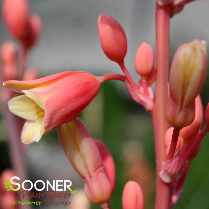 CORAL GLOW TEXAS YUCCA