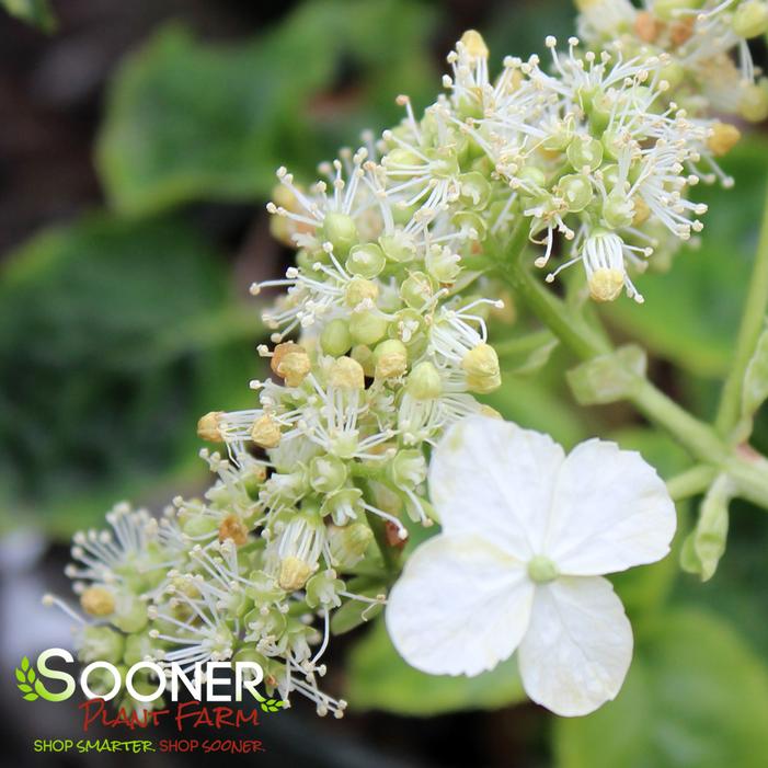 MIRANDA CLIMBING HYDRANGEA