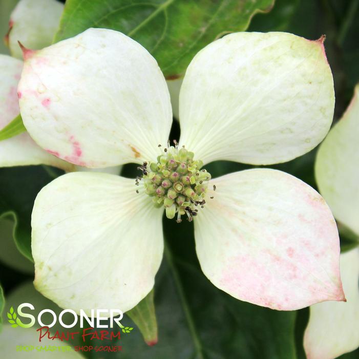LITTLE PONCHO DWARF KOUSA DOGWOOD