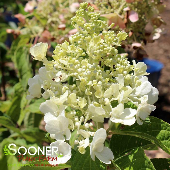 CANDELABRA® HYDRANGEA