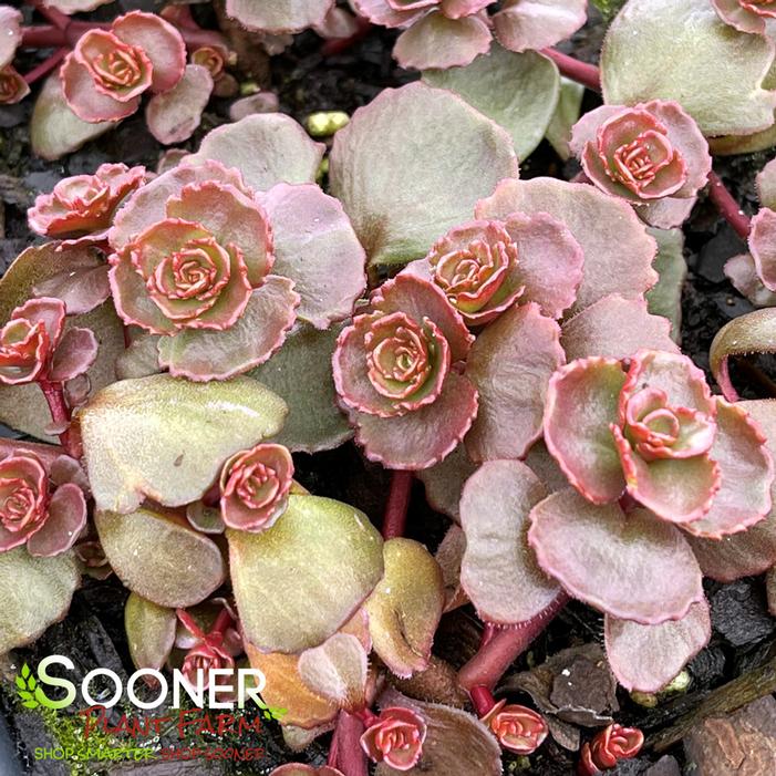 DRAGON'S BLOOD SEDUM