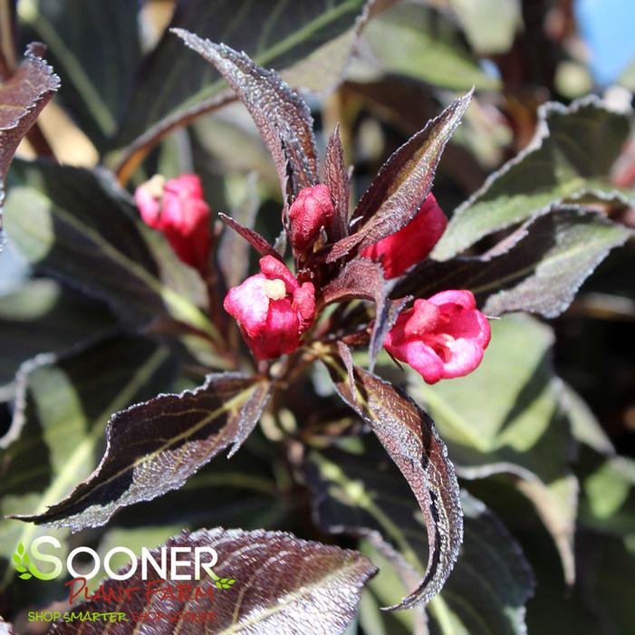 ELECTRIC LOVE® WEIGELA