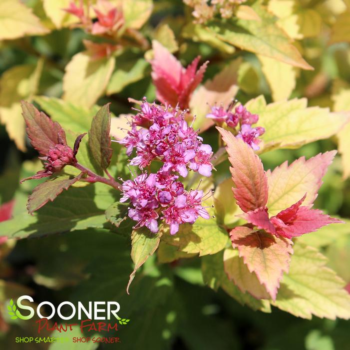 RAINBOW FIZZ™ SPIRAEA