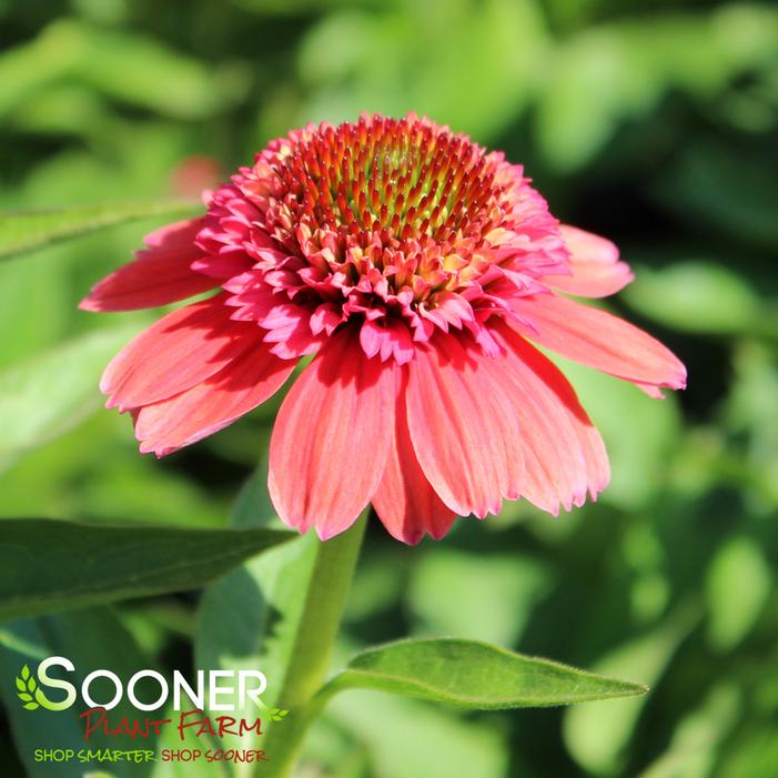 DOUBLE DIPPED™ RAINBOW SHERBET CONEFLOWER