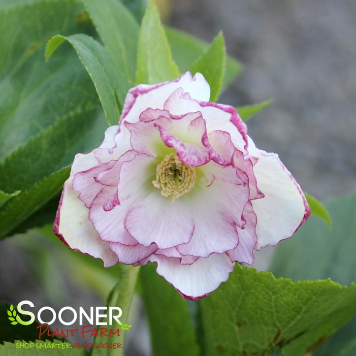 WEDDING PARTY® BLUSHING BRIDESMAID LENTEN ROSE