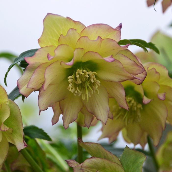 WEDDING PARTY® FIRST DANCE LENTEN ROSE