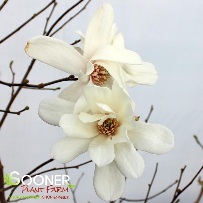 SPRING WELCOME® MAGNOLIA
