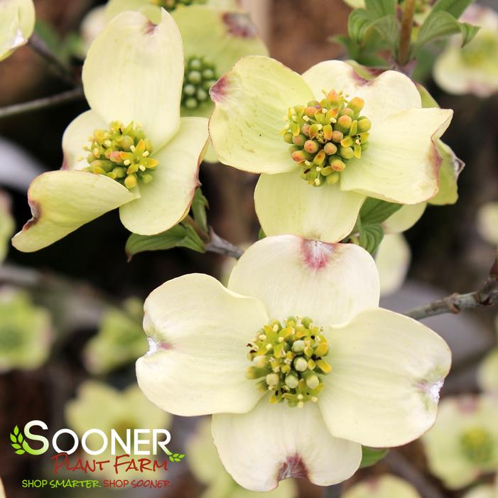 CLOUD 9 DOGWOOD