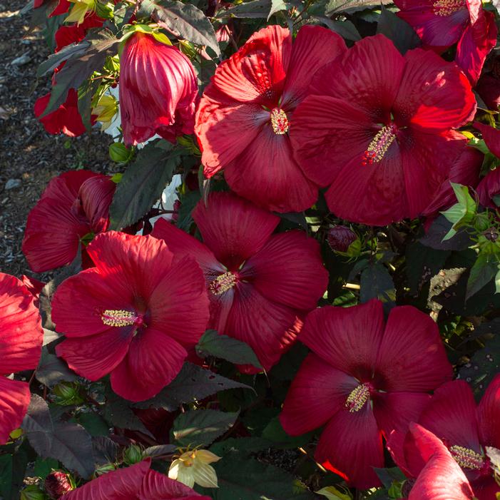 HEAD OVER HEELS® DESIRE™ HARDY HIBISCUS