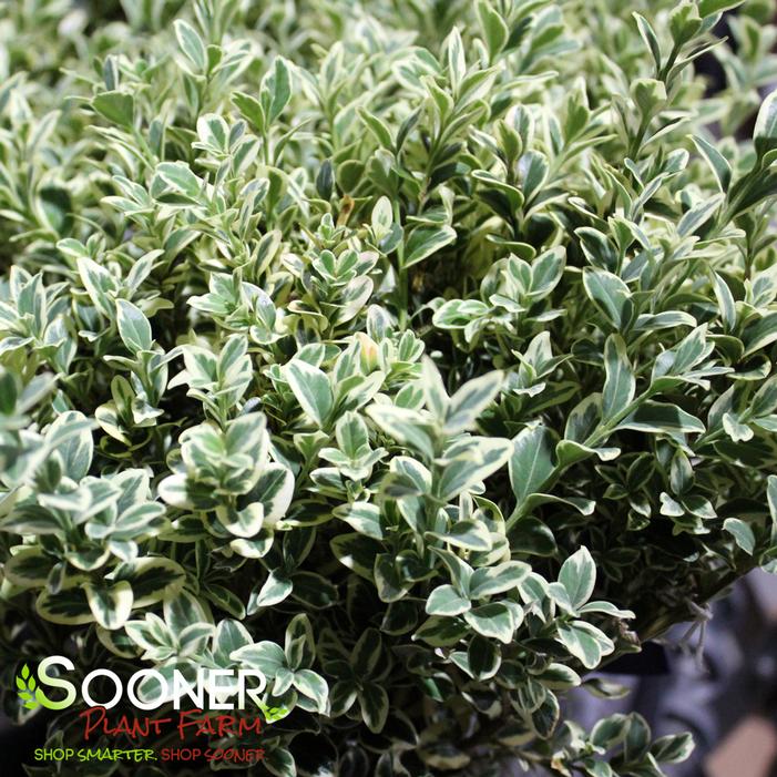 VARIEGATED ENGLISH BOXWOOD