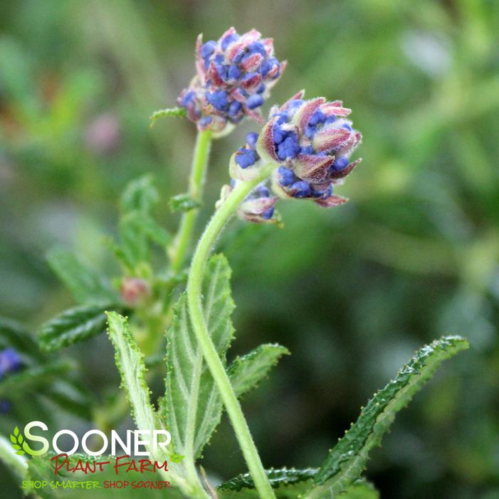CONCHA CALIFORNIA MOUNTAIN LILAC