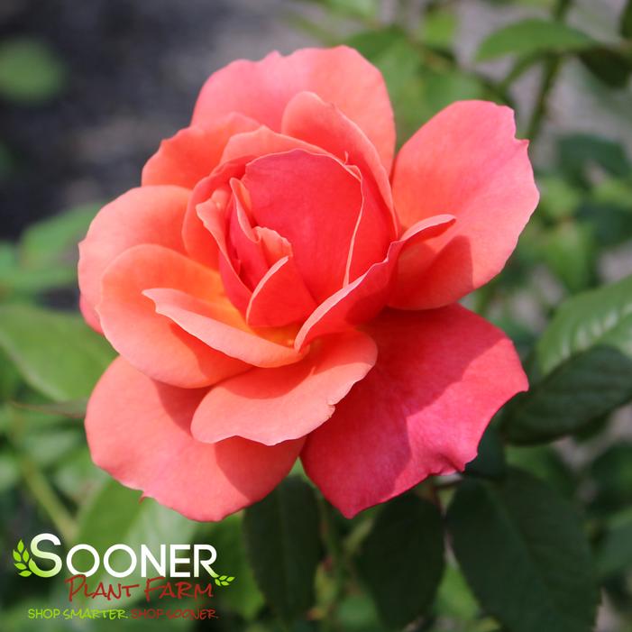 STATE OF GRACE™ GRANDIFLORA ROSE