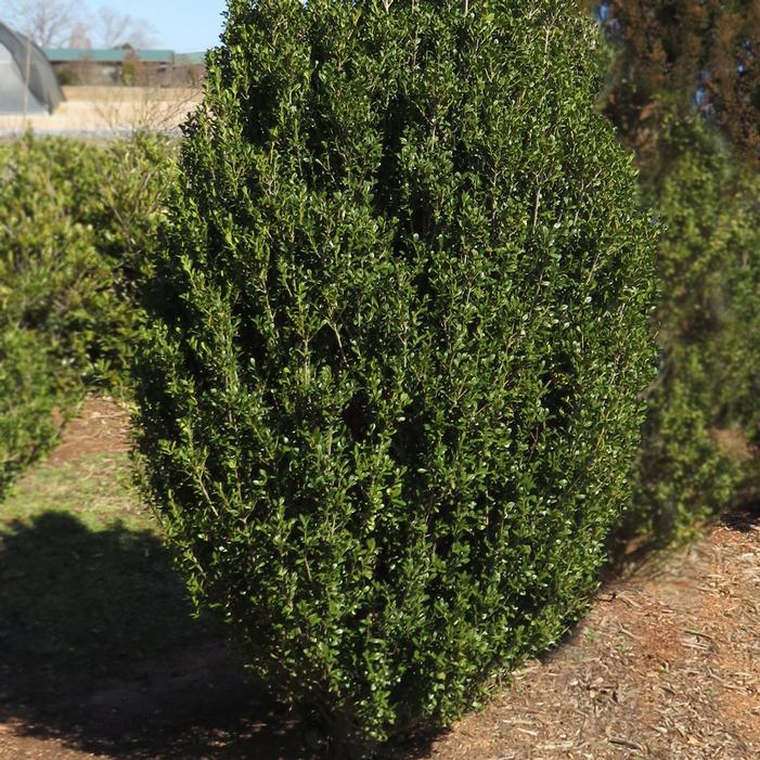 CHUBBY HUBBY™ MALE JAPANESE HOLLY