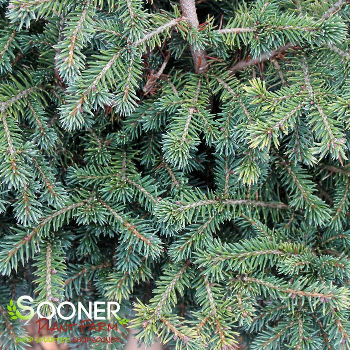 BIRD'S NEST NORWAY SPRUCE