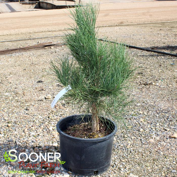 PONDEROSA PINE