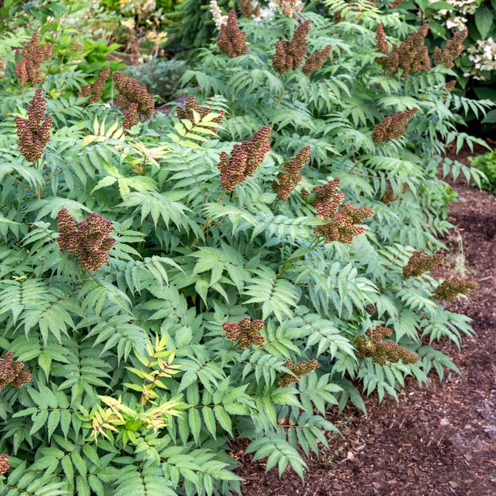 CHERRY ON TOP™ SORBARIA