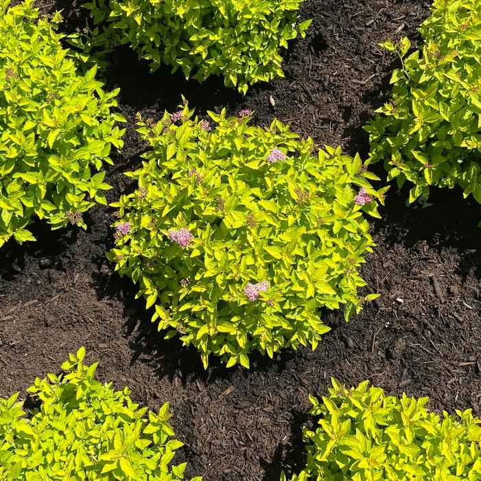 PINEAPPLE POPROCKS® SPIRAEA