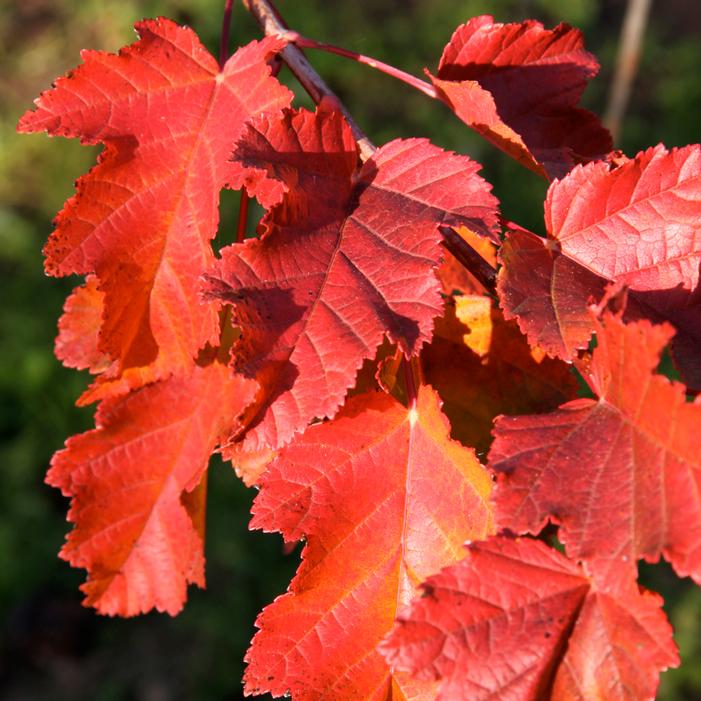 TATARIAN MAPLE