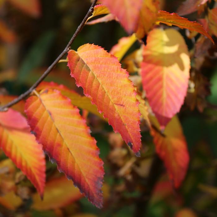 RISING FIRE® AMERICAN HORNBEAM