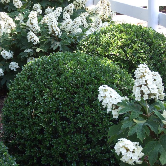 NEWGEN® INDEPENDENCE™ BOXWOOD