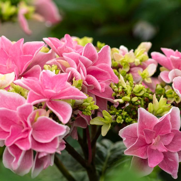 FELICITY™ HYDRANGEA