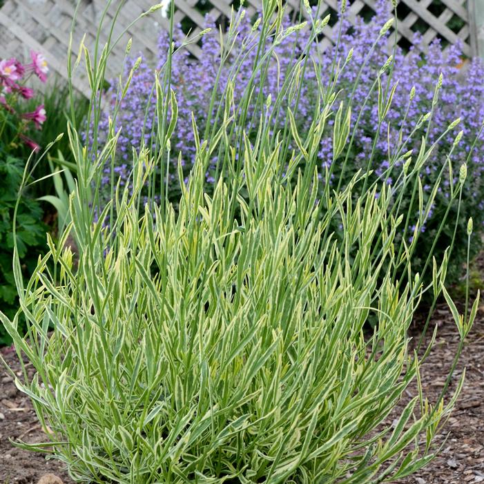PLATINUM BLONDE™ LAVENDER