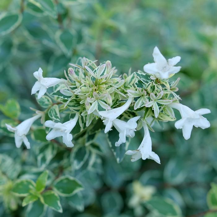 MUCHO GUSTO® ABELIA