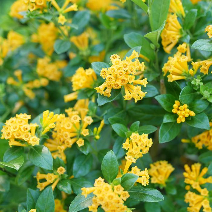 JUICED™ ORANGE JESSAMINE