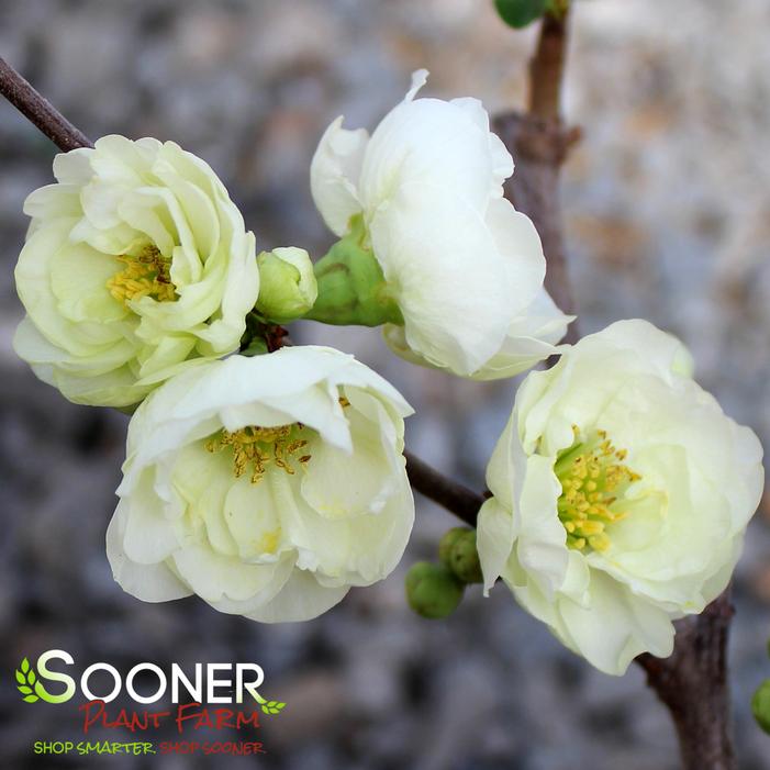 O YASHIMA FLOWERING QUINCE
