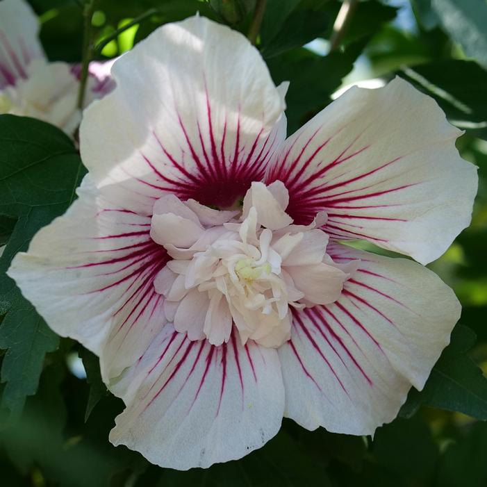 STARBLAST CHIFFON™ ALTHEA
