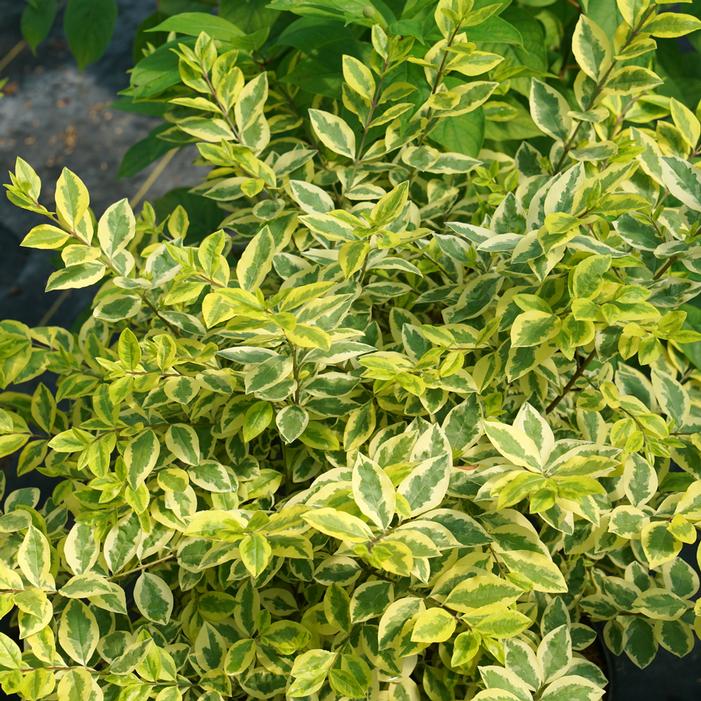 GOOD VIBRATIONS® PRIVET