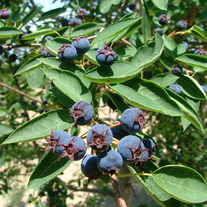 SPRING GLORY® SERVICEBERRY