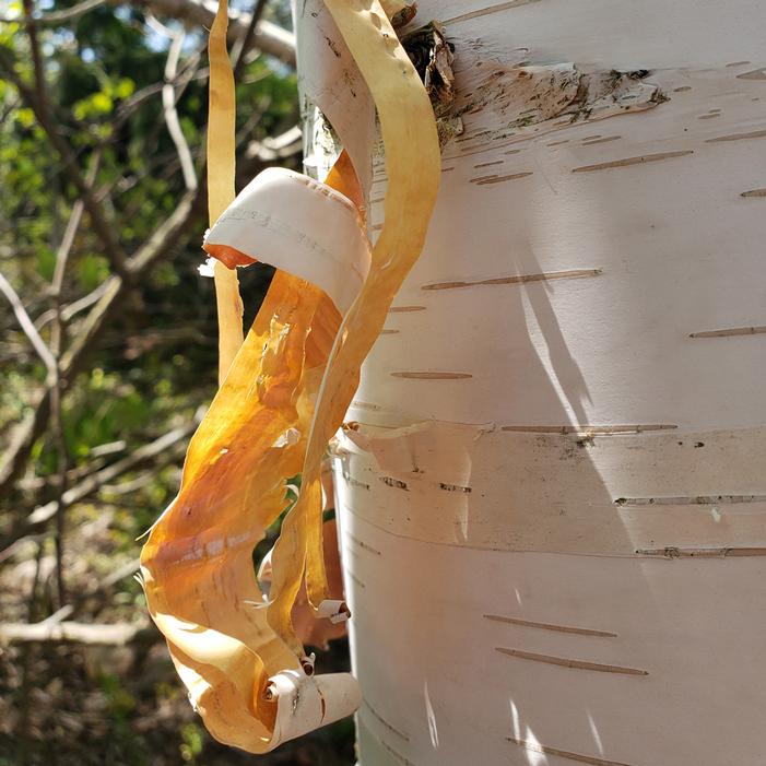 AVALANCHE™ BIRCH