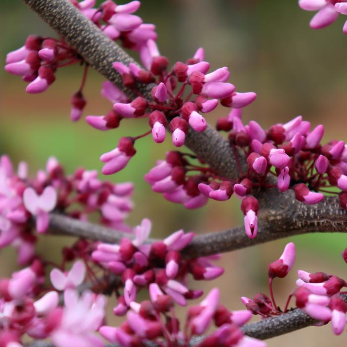 MIDNIGHT EXPRESS® REDBUD