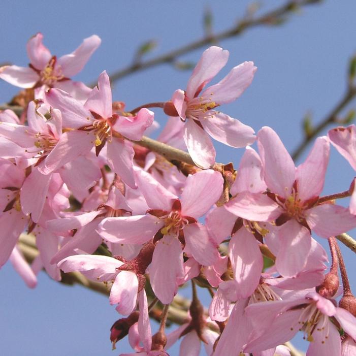 PINK SNOW SHOWERS™ WEEPING CHERRY